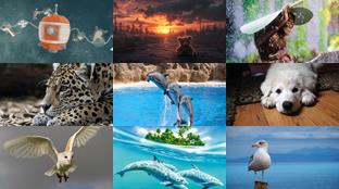 Animals