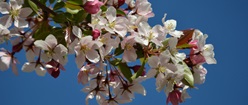 Blue Sky Blossoms