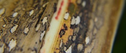 Dried Sugarcane Leaves
