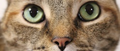 Cat Eyes