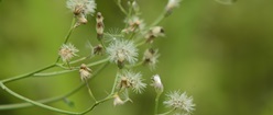 Forest Flowers
