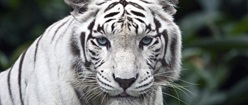 White Tiger