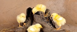 Tiny Chicks