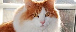 Red and White Cat