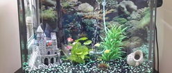 My Freshwater Tank