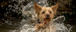 Swimming