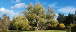 Fall White Willow
