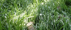 Dewy Grass KM1