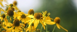 Coneflowers