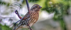 Sparrow