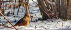 Winter Cardinal