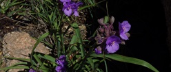 Granite Flower