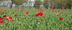 Field of Poppies