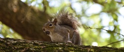 Squirrel with a Nut on a Branch