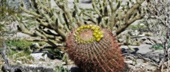 Barrel Cactus
