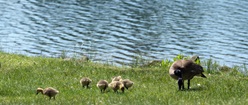 Canadian Geese