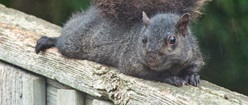 Lounging Squirrel