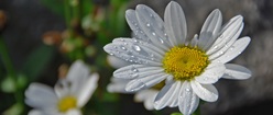 Water Droplets