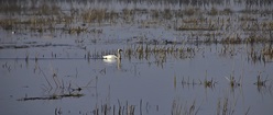 The Crossing