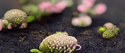 Tiny Bits 4